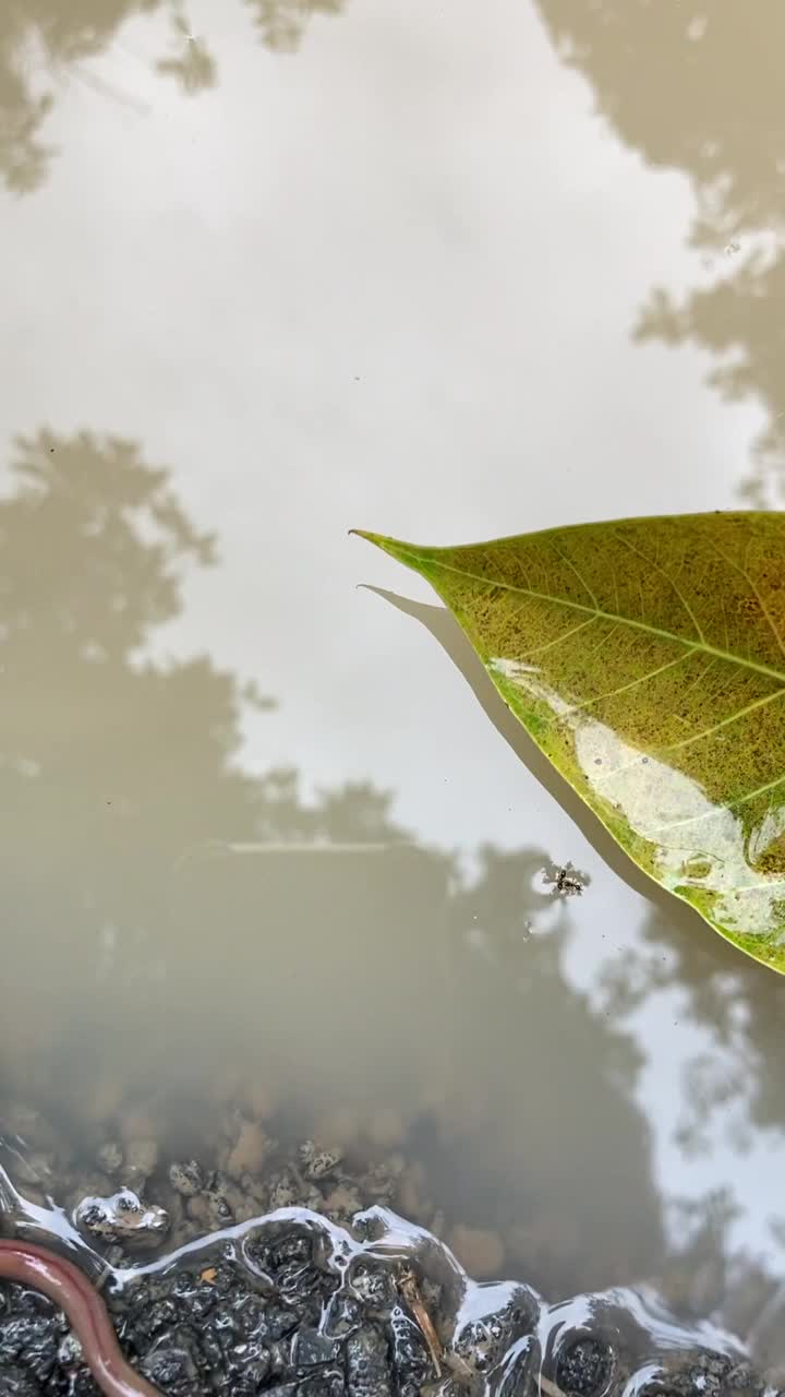 帮助溺水的蚂蚁视频下载