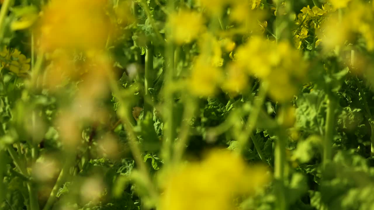 在一片油菜花盛开的田野上拍摄。视频素材