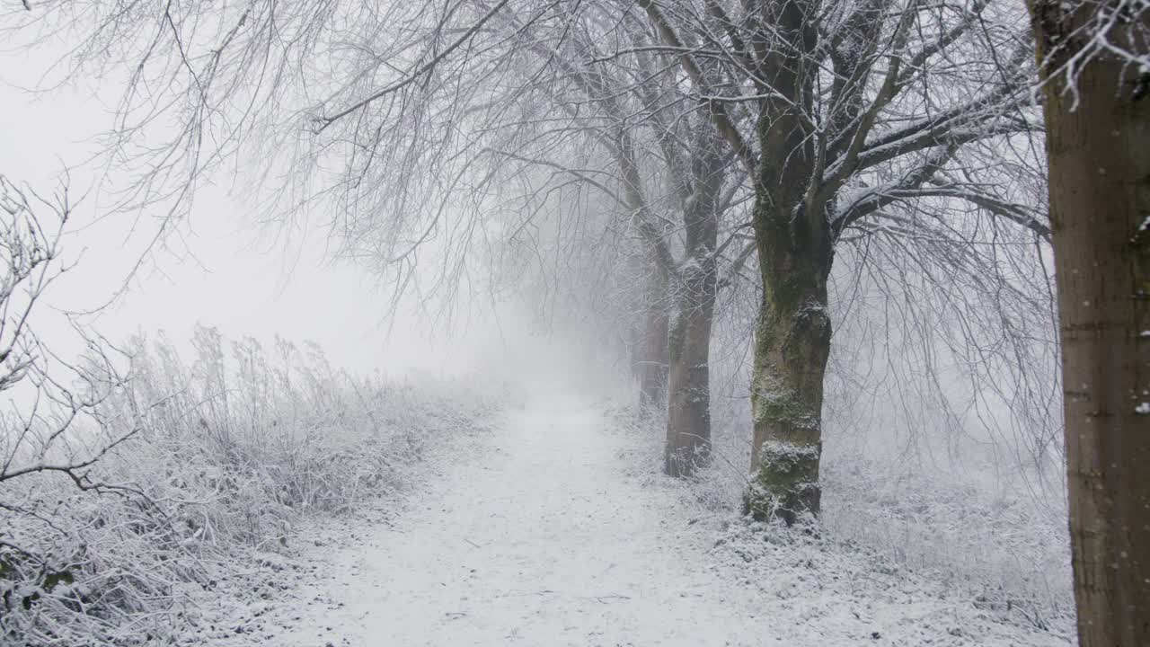 跟踪拍摄沿着积雪林地的积雪覆盖的小径视频素材