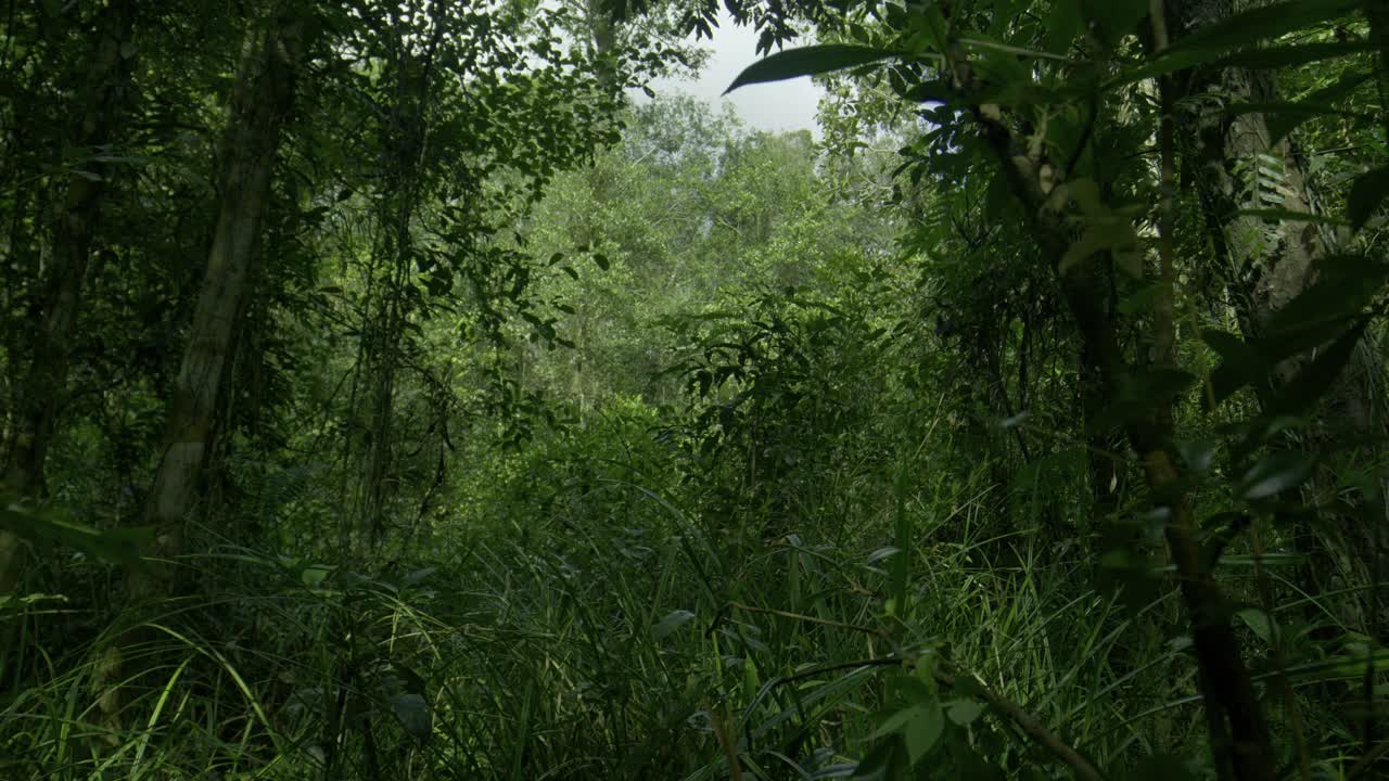 婆罗洲泥炭森林中繁茂的树叶视频素材