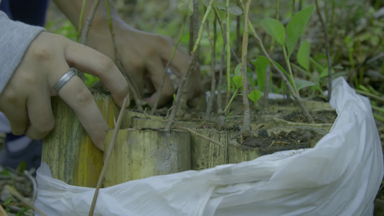 CU序列在婆罗洲泥炭林植树视频素材