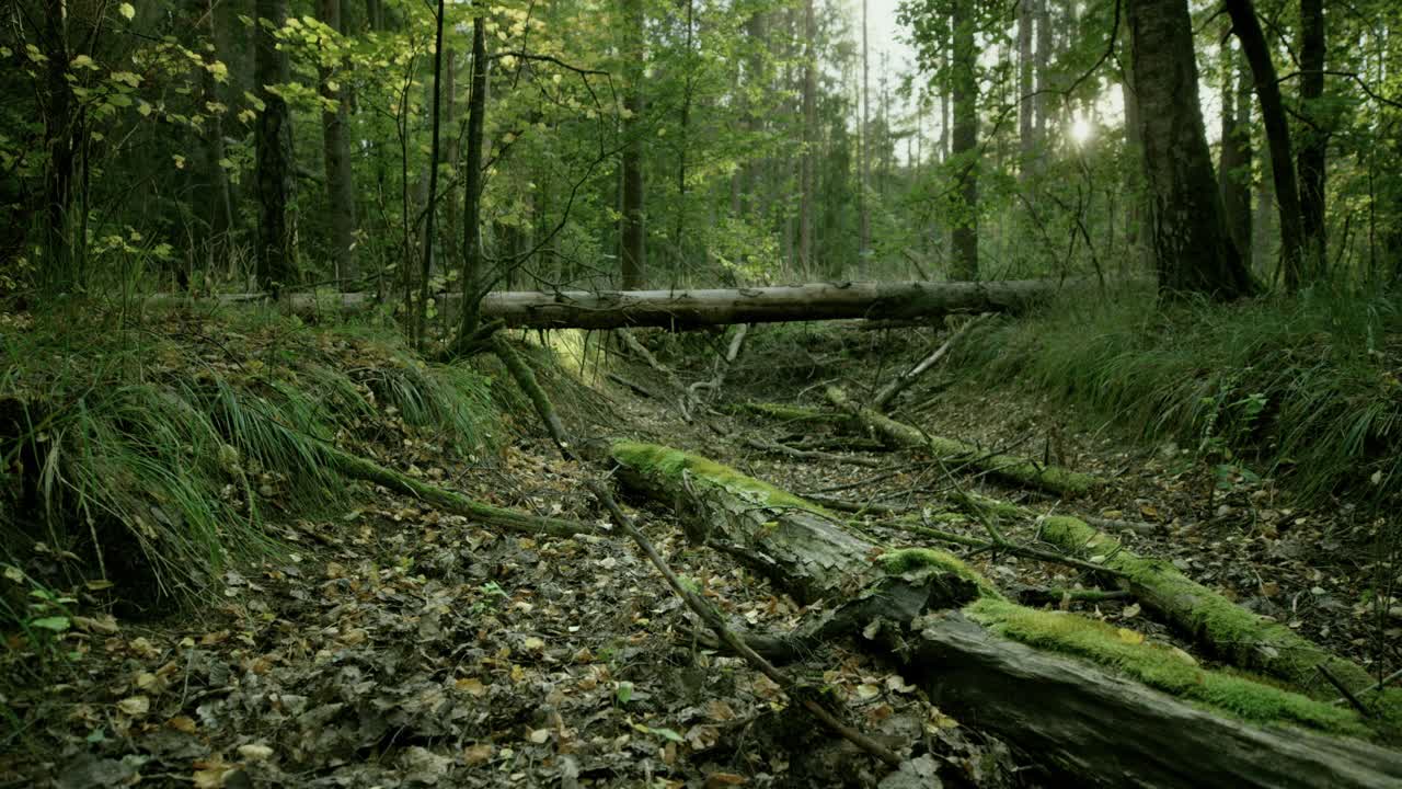 波兰，森林地面上长满苔藓的树干和碎片视频素材