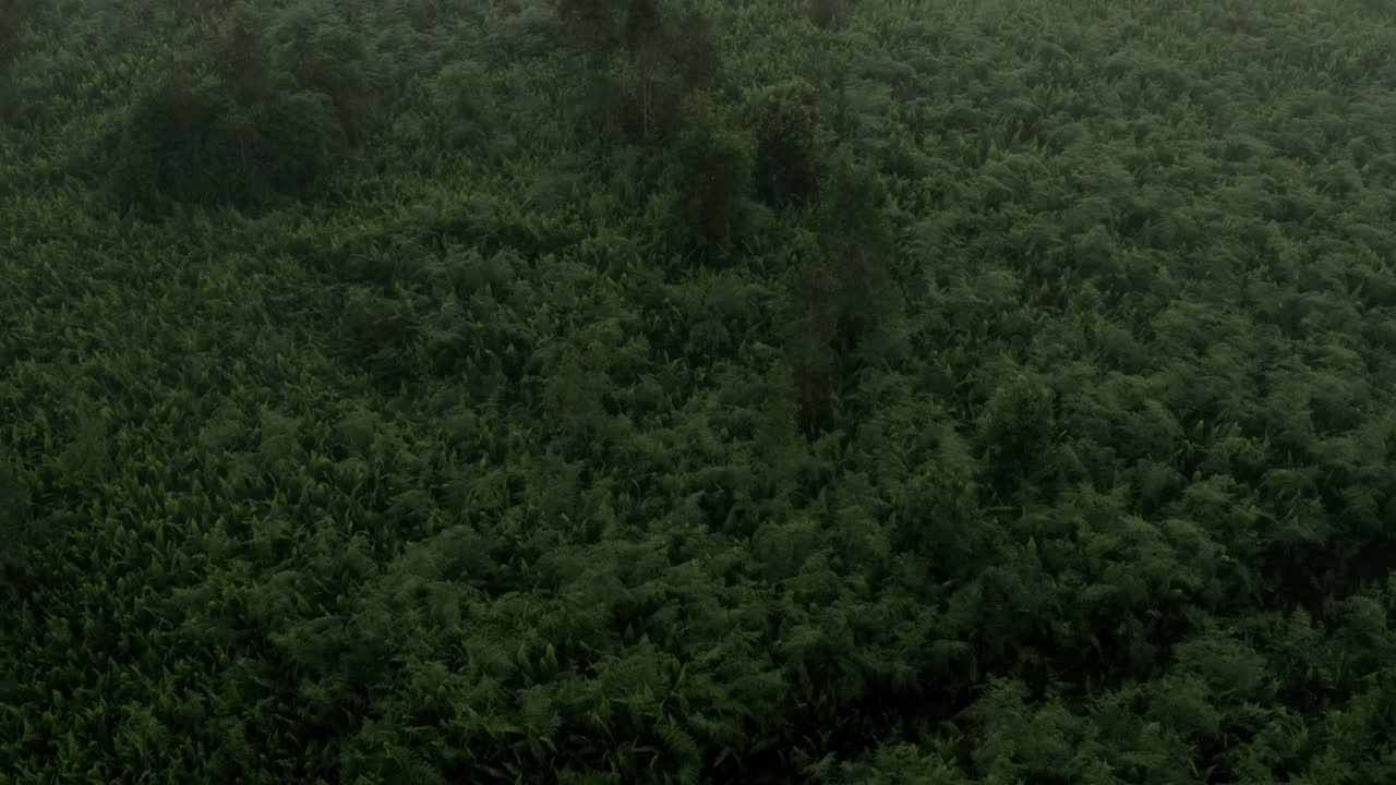 在婆罗洲雾气弥漫的泥炭森林上空飞行视频素材