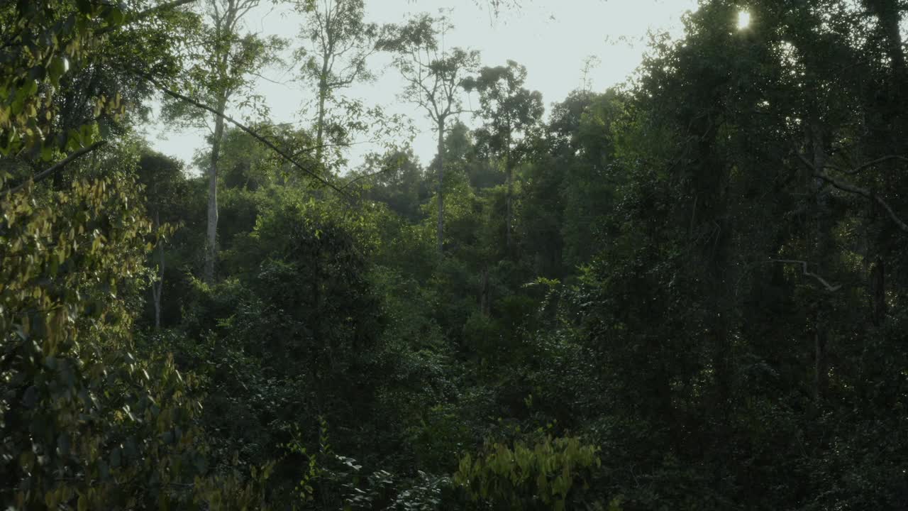 在婆罗洲泥炭森林的树梢上拍摄视频素材