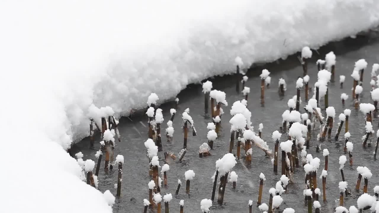 沼泽在冬季景观视频素材