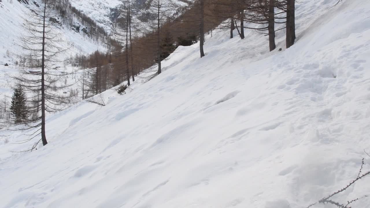 风景，雪，木材，树木，森林，阿尔卑斯山，视频素材