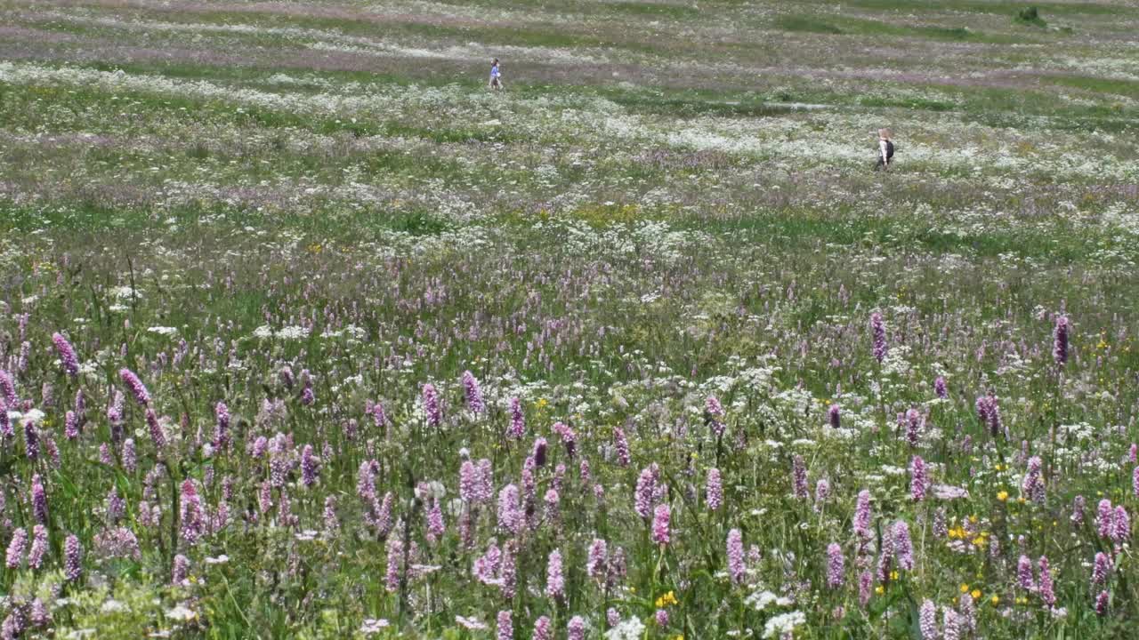 阿尔卑斯的草地，阿尔卑斯，大帕拉迪索国家公园，意大利视频素材