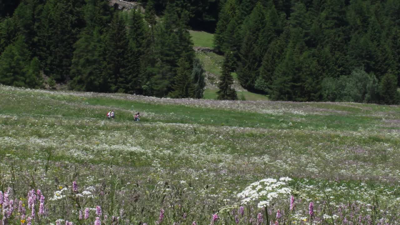 阿尔卑斯的草地，阿尔卑斯，大帕拉迪索国家公园，意大利视频素材