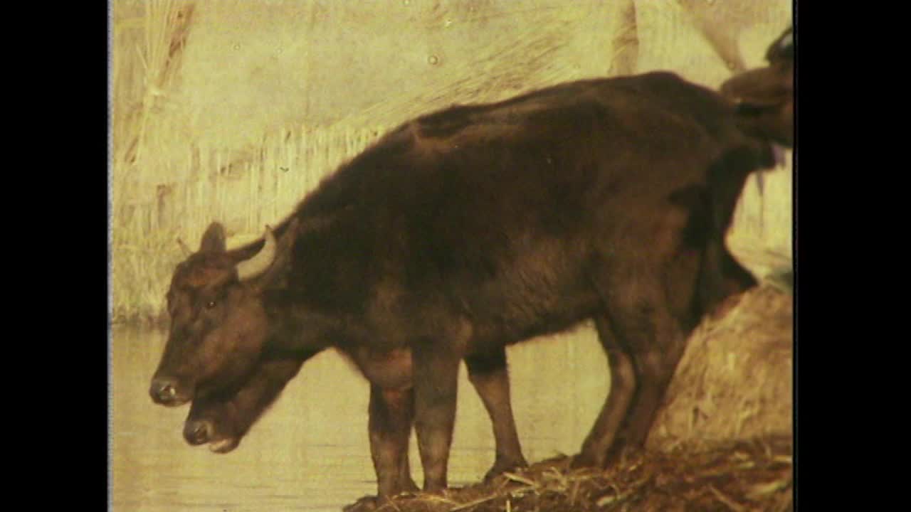 水牛木材成水，伊拉克;1979视频素材