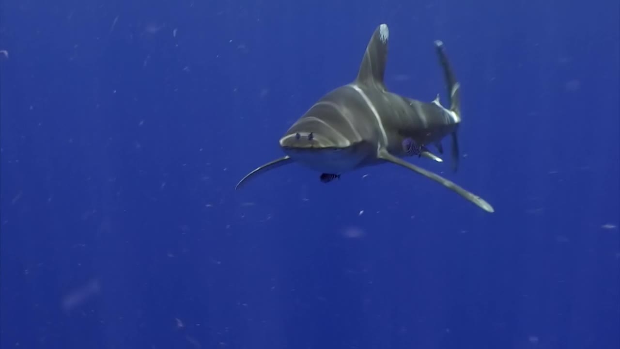 海洋白鳍鲨，Carcharhinus longimanus。视频素材