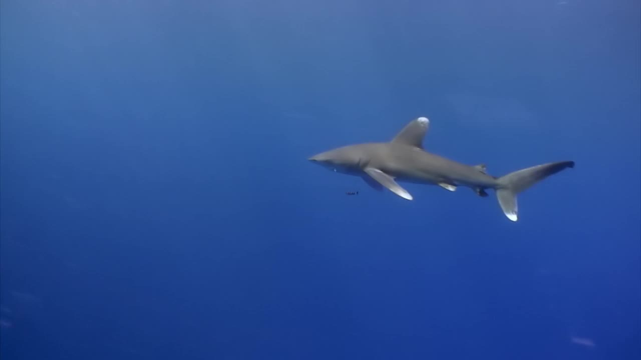 海洋白鳍鲨，Carcharhinus longimanus。视频素材