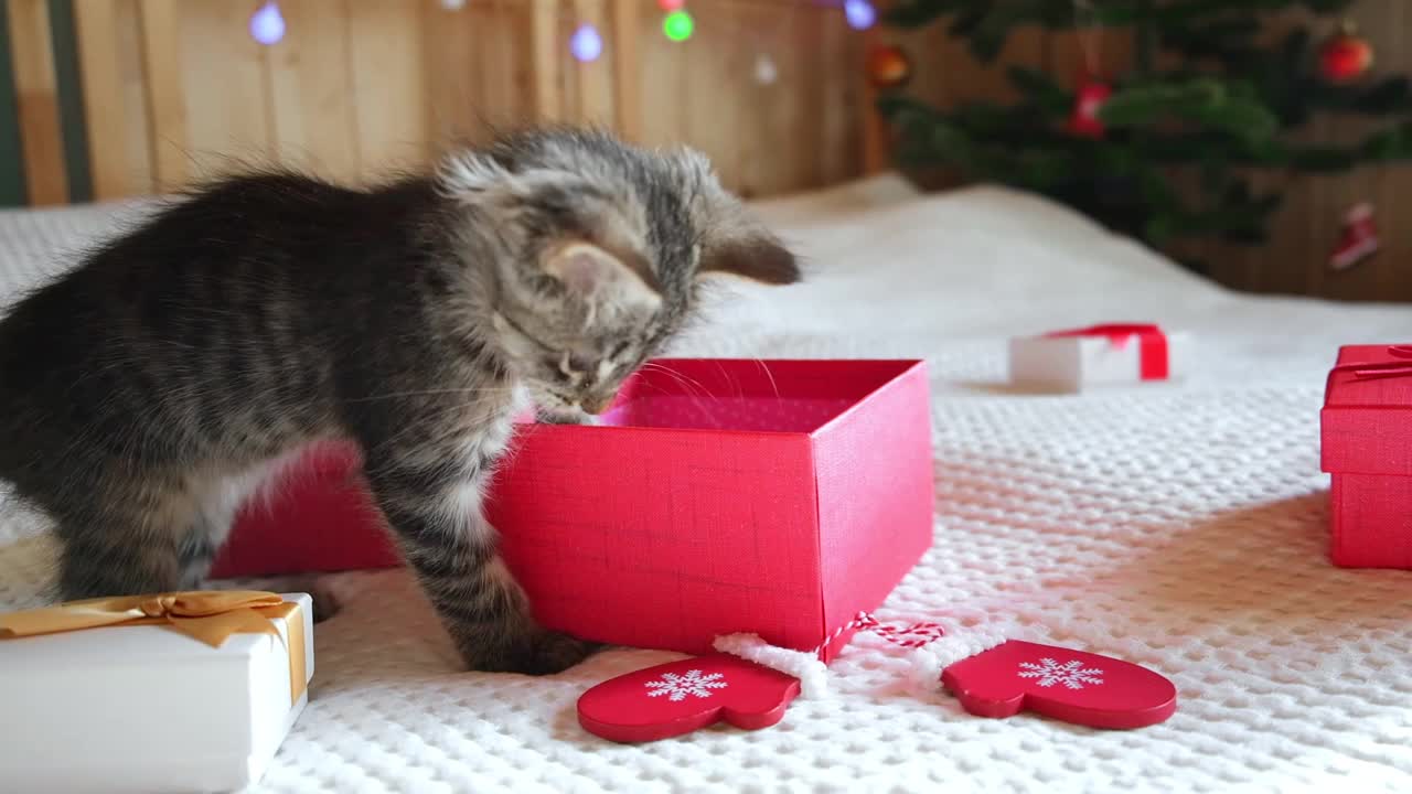 小猫在白色毯子上玩礼品盒。圣诞节的背景。一只小灰猫在一个红色的礼品盒里跳。可爱的小宠物。有趣的动物们。活着的礼物。有趣的圣诞礼物。视频素材