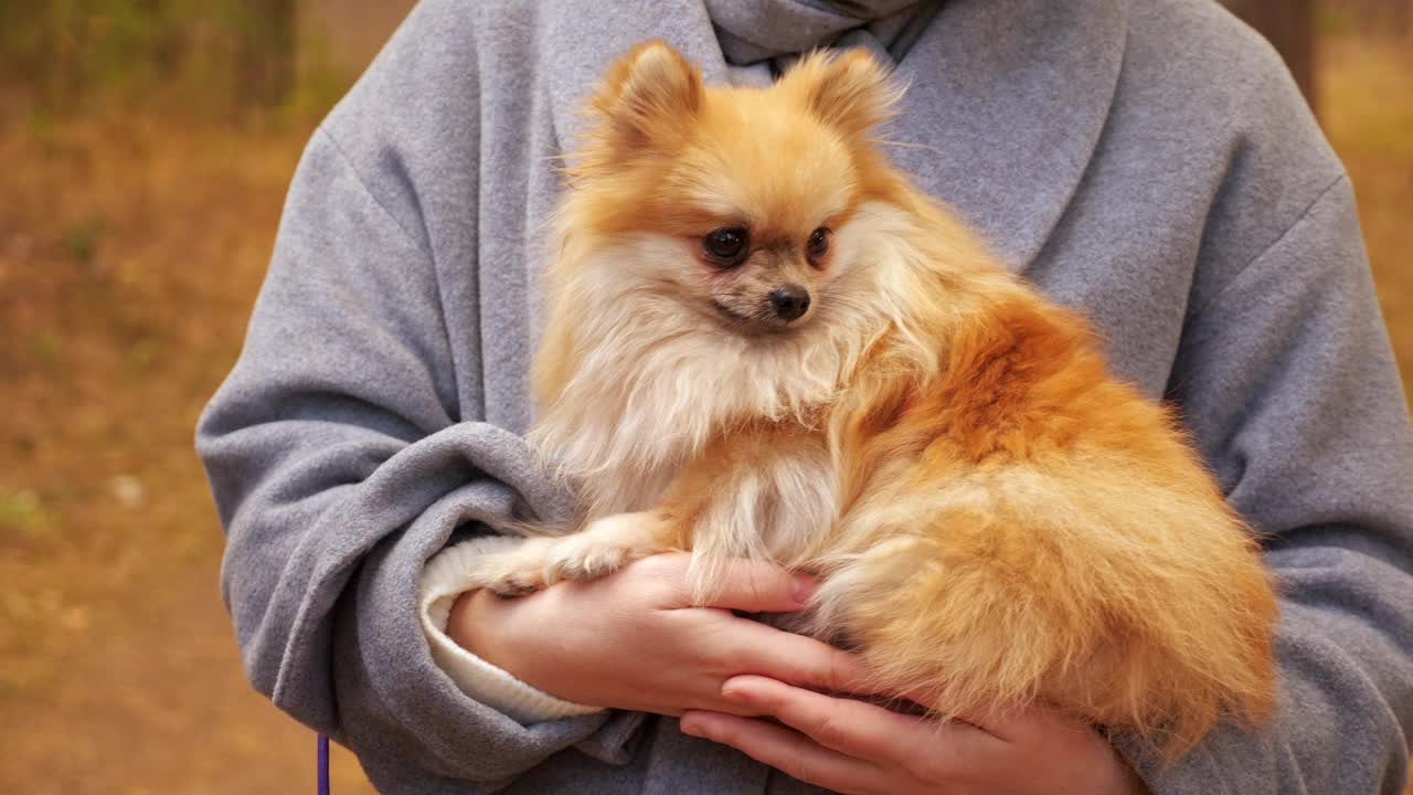 女人手里的迷你博美犬视频素材