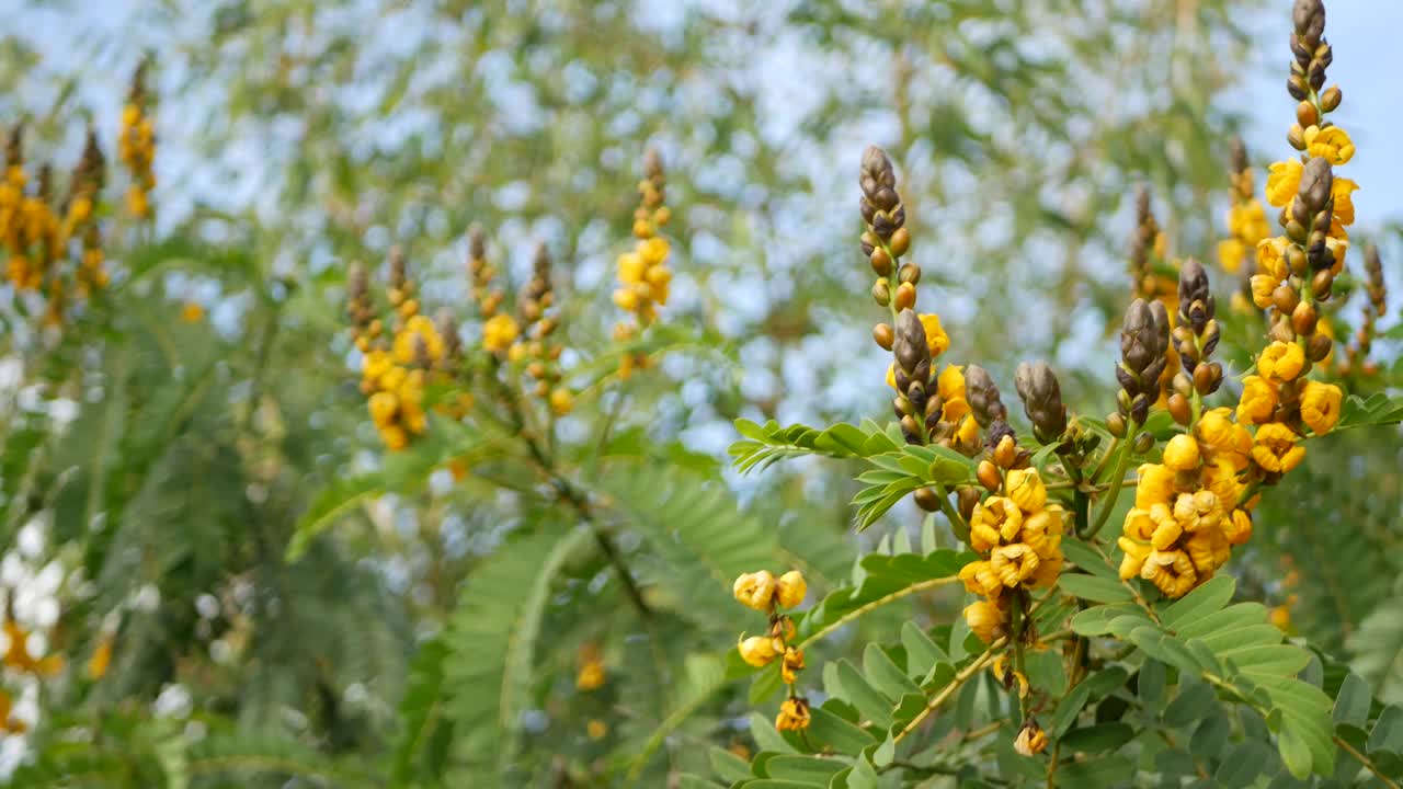 非洲番泻子花开花，园艺在加利福尼亚，美国。自然植物近距离背景。黄色的花朵在春天的早晨花园，新鲜的春天植物在柔软的焦点。烛台多汁的植物。视频素材