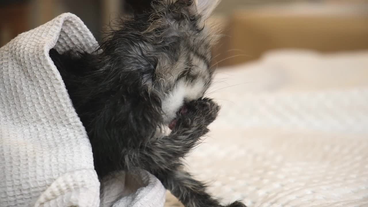 有趣的湿灰色虎斑小猫洗澡后裹在毛巾。宠物和生活方式的概念。刚刚洗了小毛绒绒的猫坐着和洗它的脸用爪子。棕色小猫在室内的白色毯子。视频素材