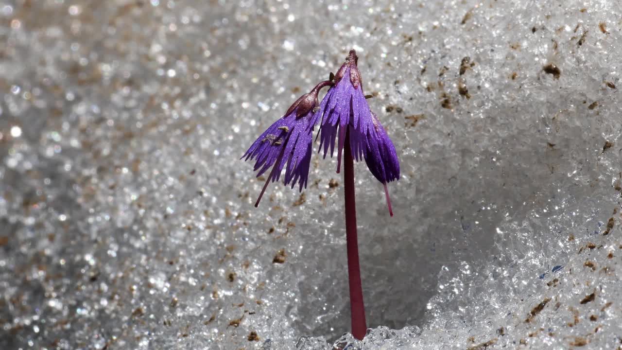 雪铃(Soldanella alpina)在雪中，意大利阿尔卑斯山视频素材