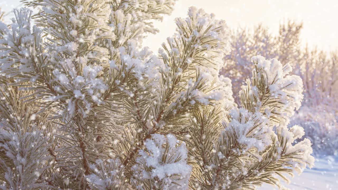 冬天的风景。前面是松枝。雪轻轻地落在树枝上视频素材