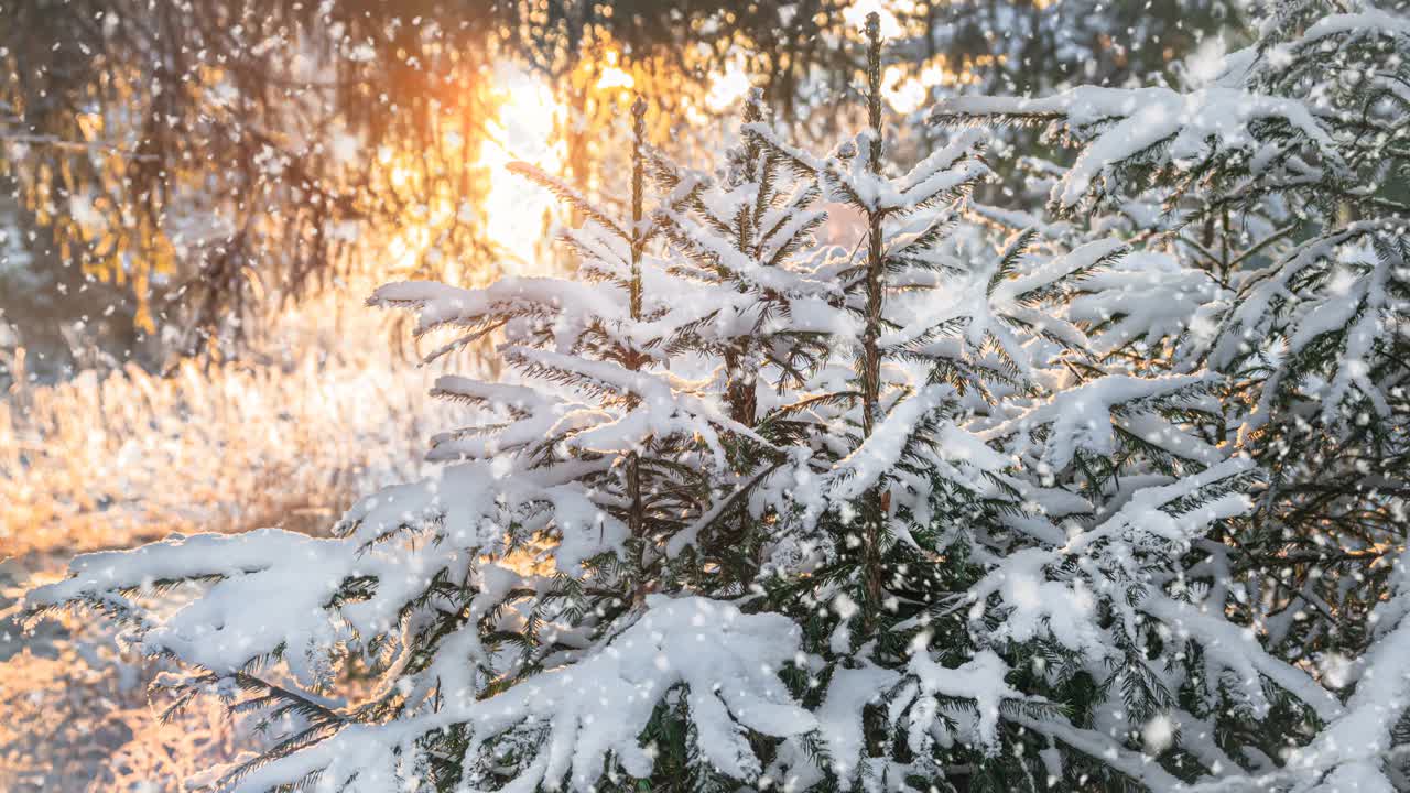 云杉树枝在雪地里。冬季景观与雪冷杉森林和轻微降雪在风景日落或日出。视频素材