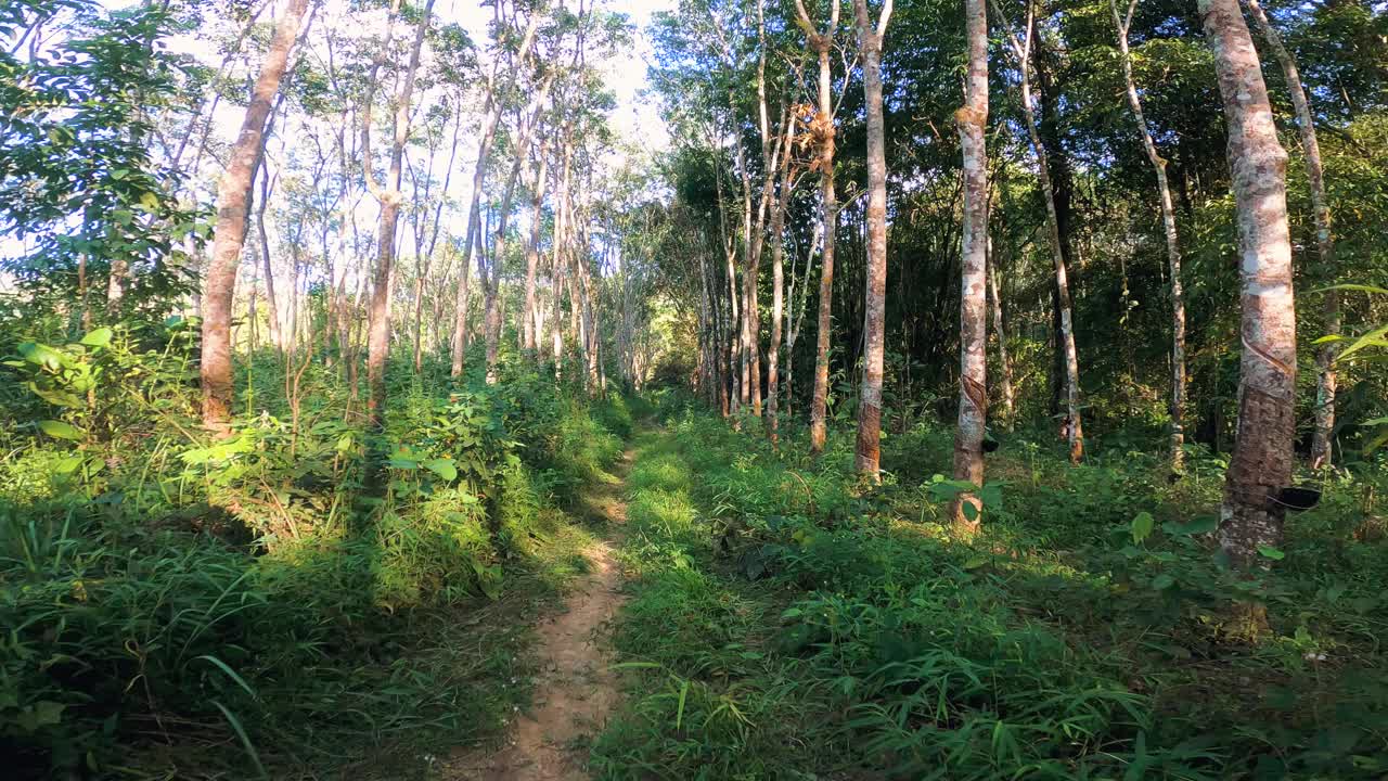 在泰国南北部乡村的森林中，POV行驶在蜿蜒曲折的高速公路上。视频素材