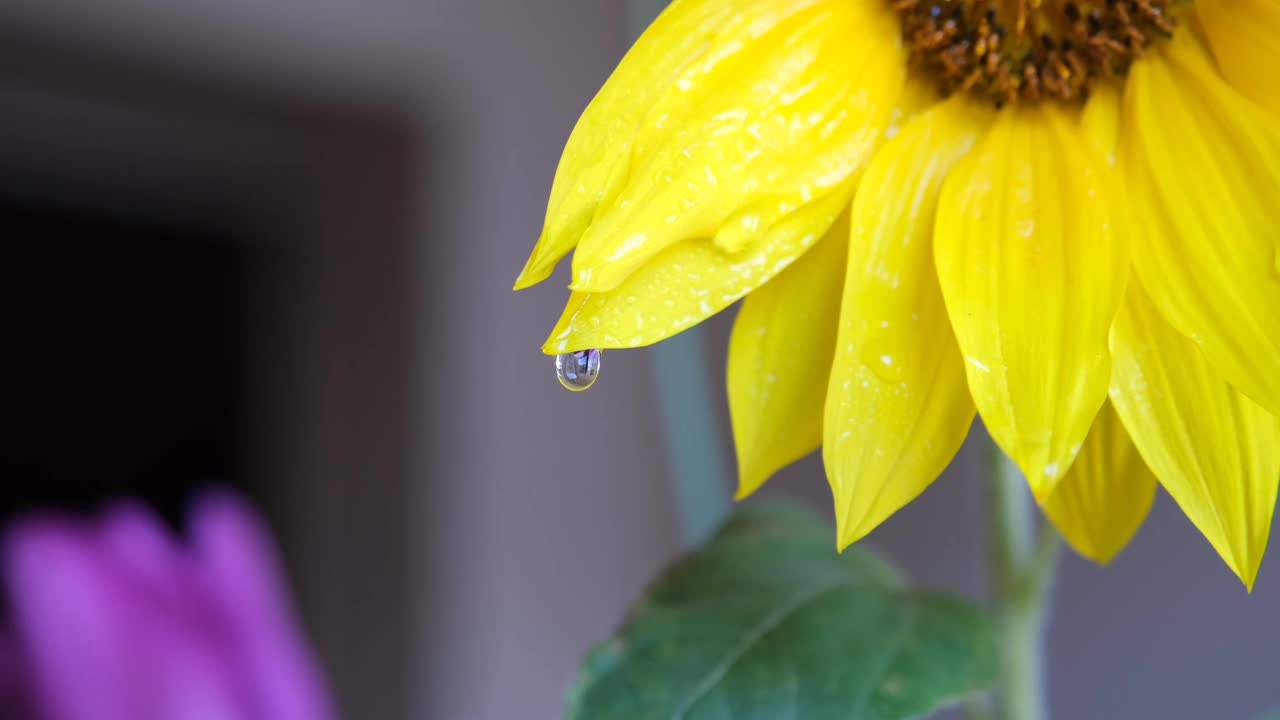 水滴。黄色花瓣上的一滴水视频素材