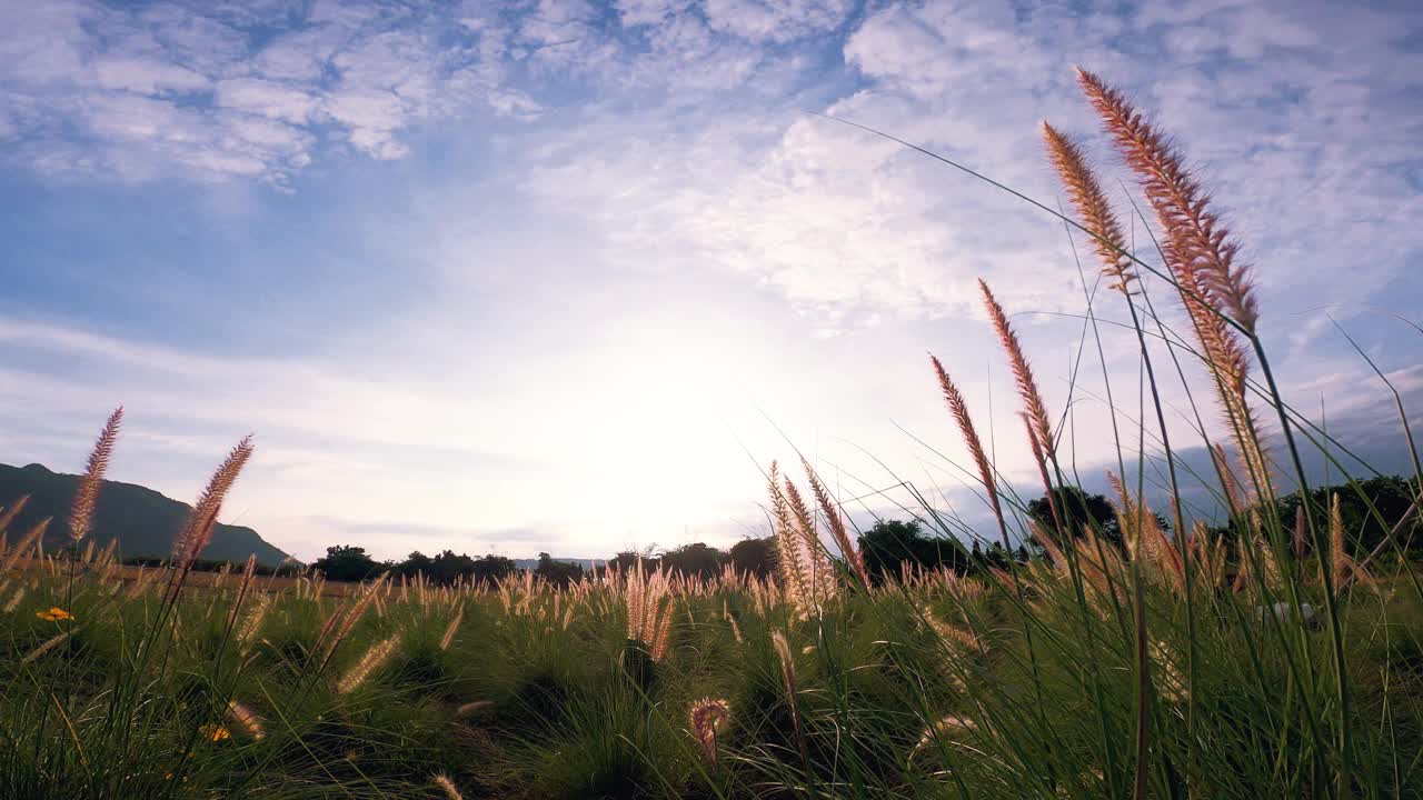 天然草地上的草慢慢地随风摇曳，伴着夕阳。美丽的绿草摇曳的田野是轻松和浪漫的4k视频素材