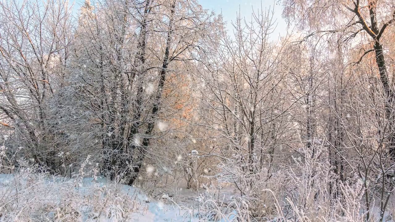 严寒的天气。令人惊叹的冬季景观与浪漫的雾蒙蒙的日落。冬天的森林里有软绵绵的雪。视频素材