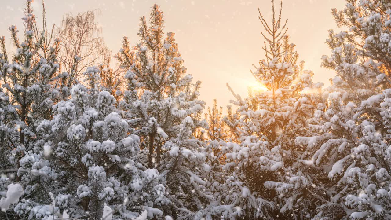 令人惊叹的冬季景观与浪漫的雾蒙蒙的日落。冬天的森林里有软绵绵的雪。视频素材