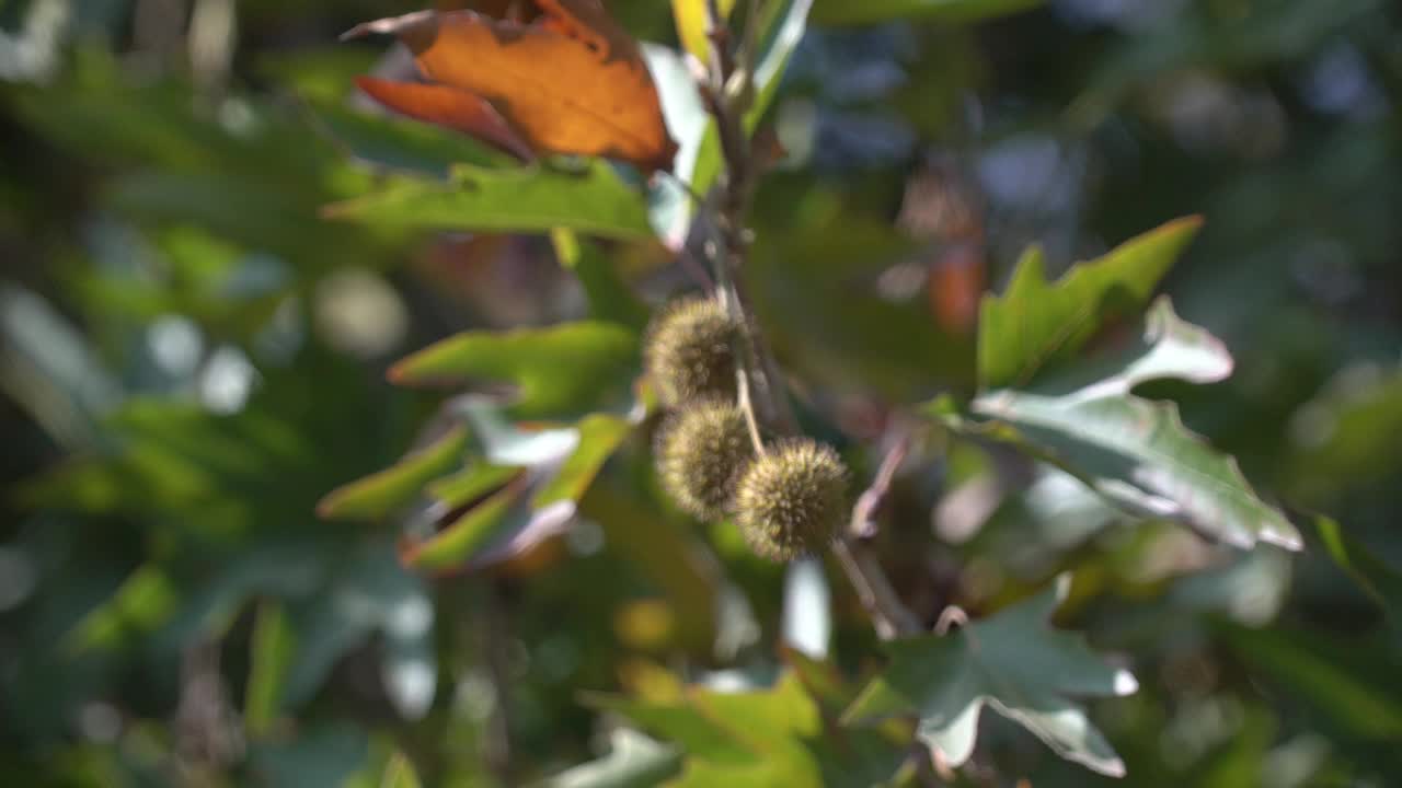 飞机树枝，树叶和种子视频素材