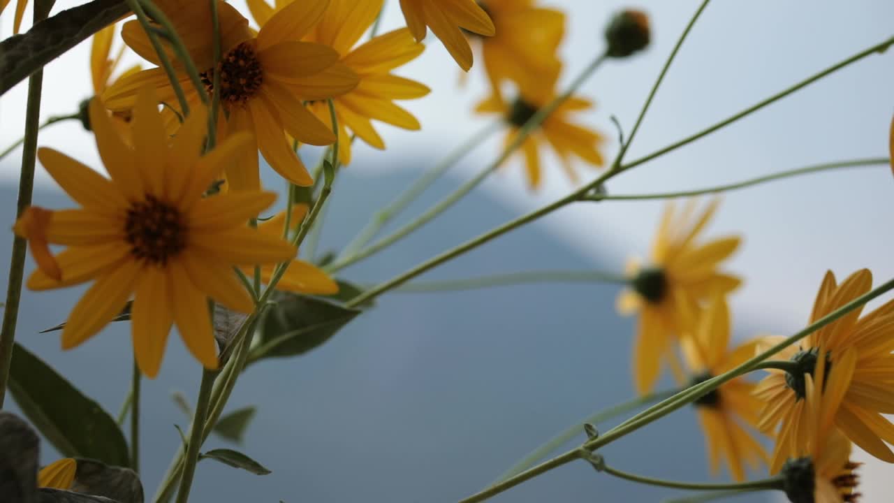 黄花，菊芋，菊芋，洋蓟视频素材