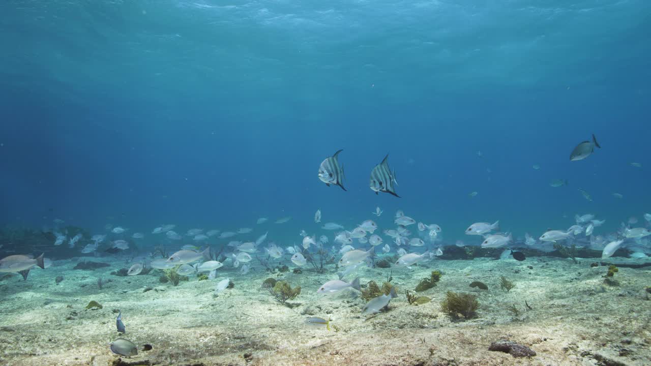 大西洋白鲟视频素材