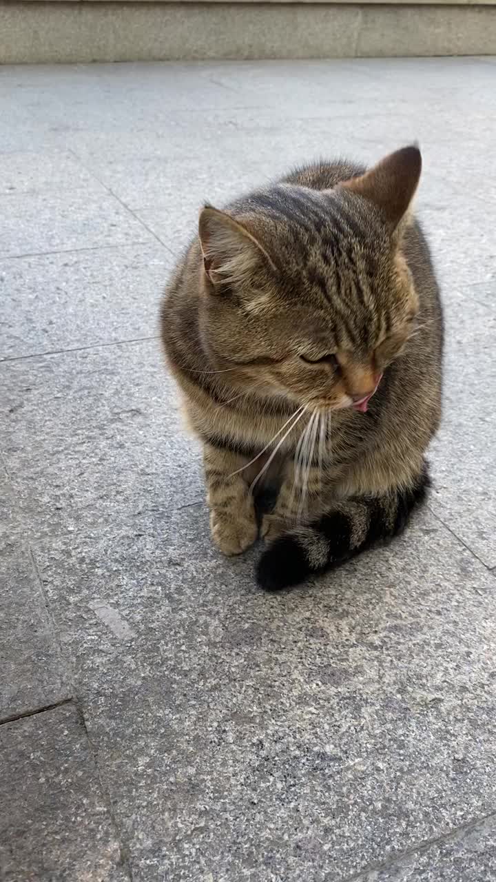 那只花斑灰猫在人行道上舔得全身都是。这只可爱的猫午饭后洗脸。视频素材