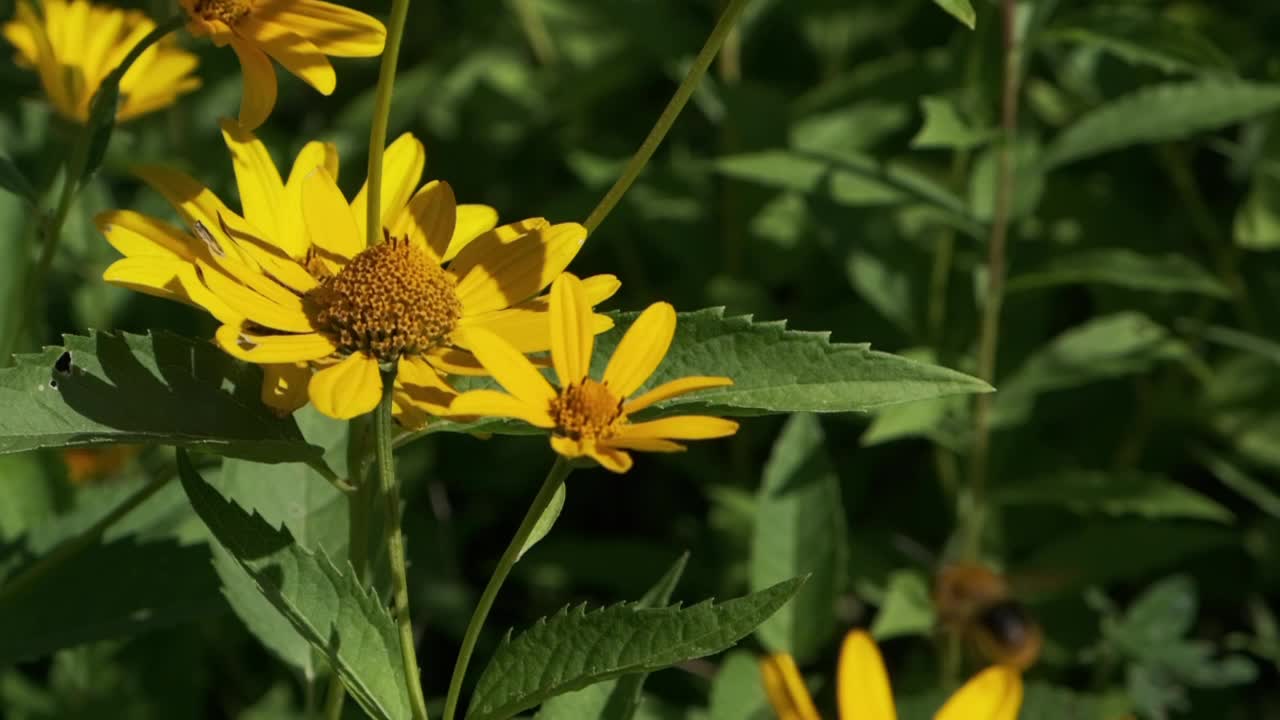 蜜蜂在黄色花朵周围飞来飞去收集花粉视频素材