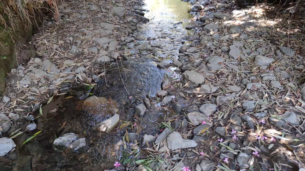 自然河流瀑布森林，水流过石头视频素材