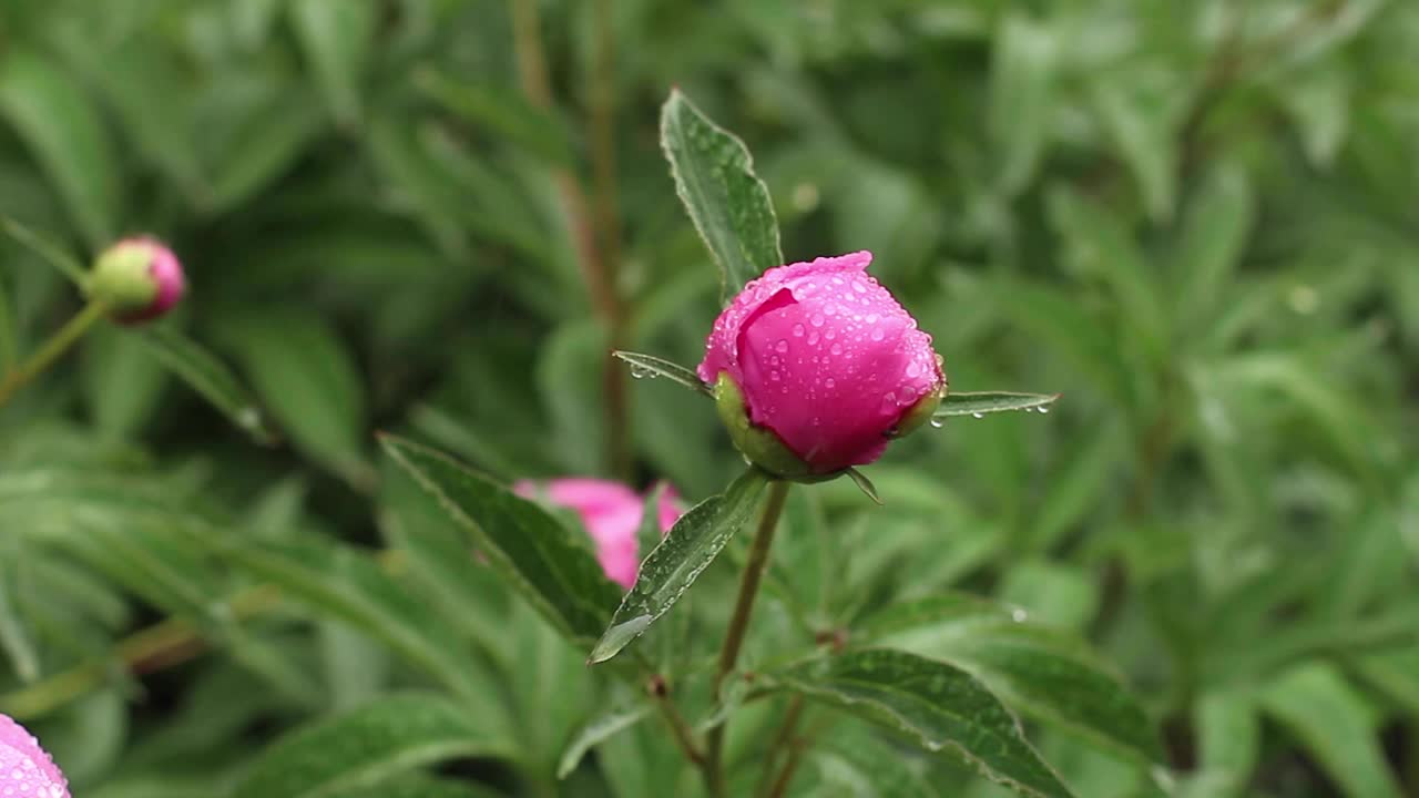 一朵亮粉色牡丹的花蕾在雨中，花瓣上有雨滴视频素材