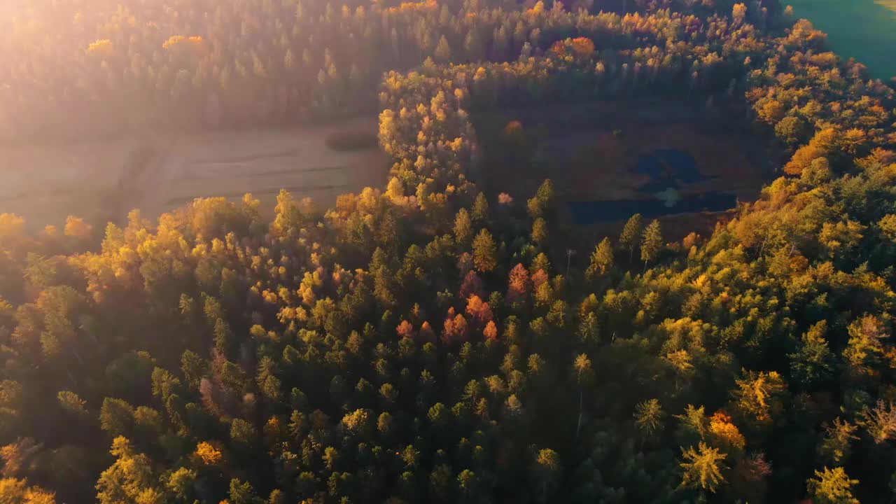 秋天的颜色与橙色的红色树在10月在德伦特国家公园Aa，五颜六色的秋天树在荷兰德伦特秋天季节视频素材