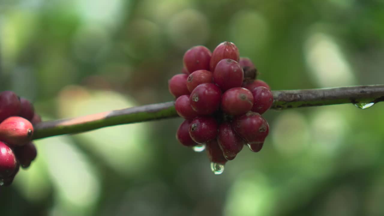 特写镜头，阿拉比卡咖啡的浆果在树上成熟视频素材