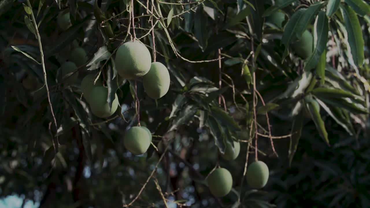 芒果挂在树上视频素材