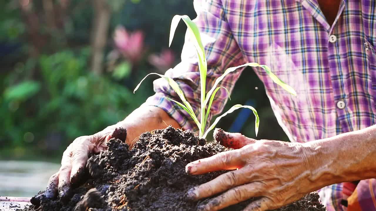 一位上了年纪的农民正在农场肥沃的土地上种树苗。散景自然绿色背景。视频素材