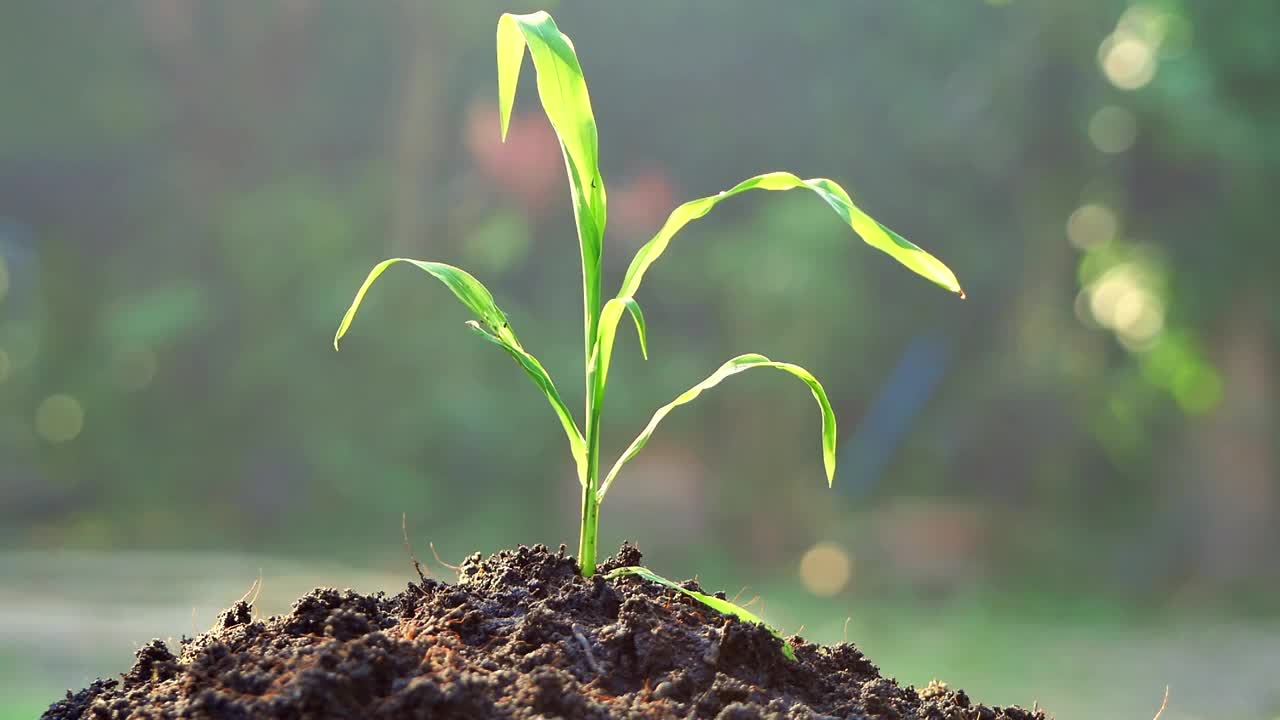 在日落的背景下，在肥沃的土壤上浇灌正在发芽的幼苗。视频素材