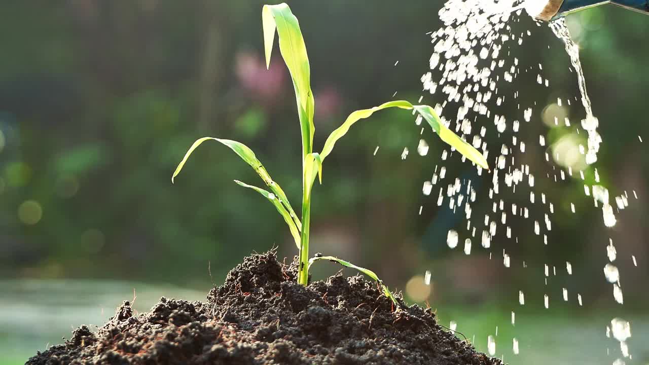 在日落的背景下，用浇水罐在肥沃的土壤上浇灌正在发芽的幼苗。视频素材