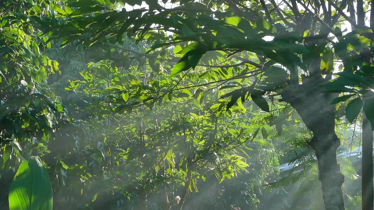 阳光穿过树林。阳光在大自然中闪耀。自然背景。视频素材