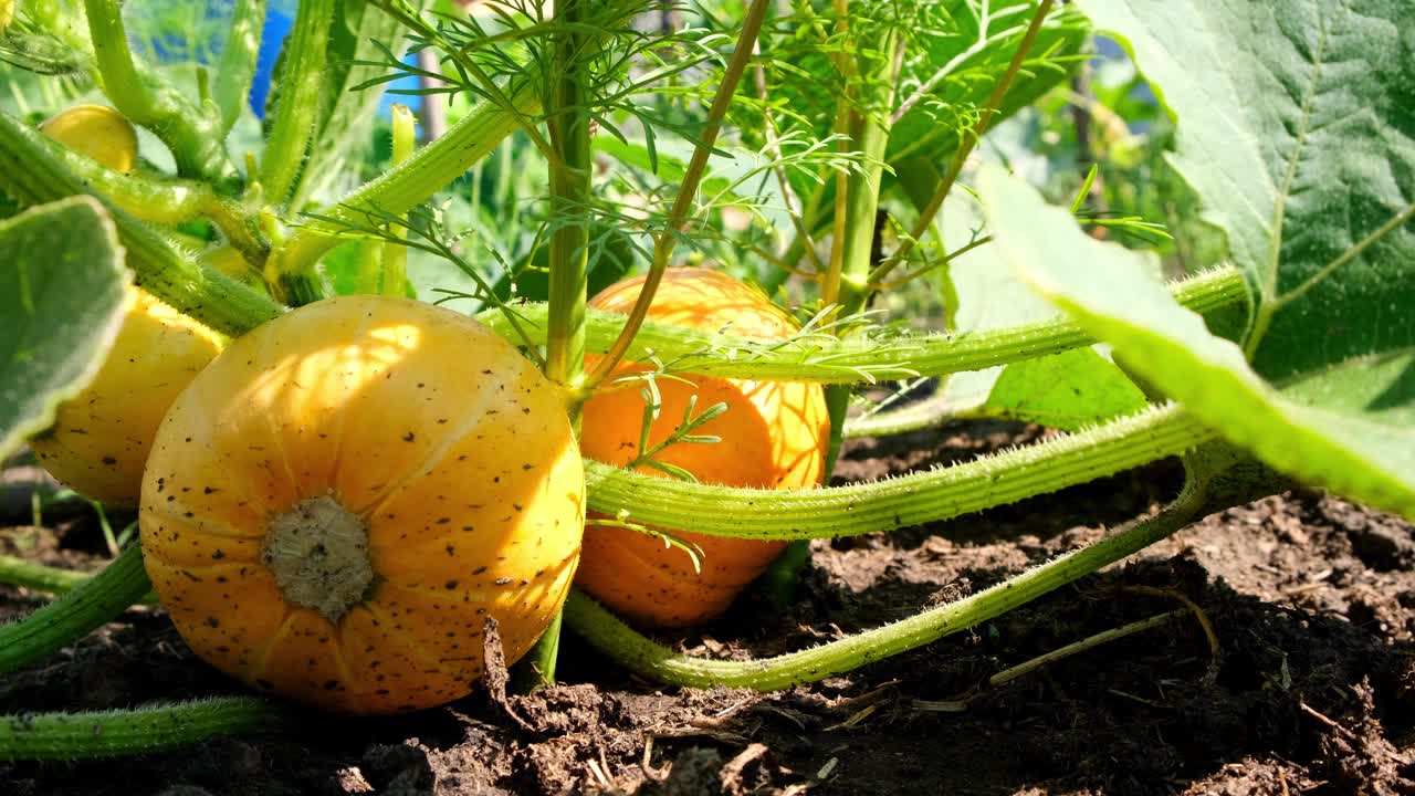 在花园里种南瓜。花园里长着橙色的南瓜。秋季10月视频素材