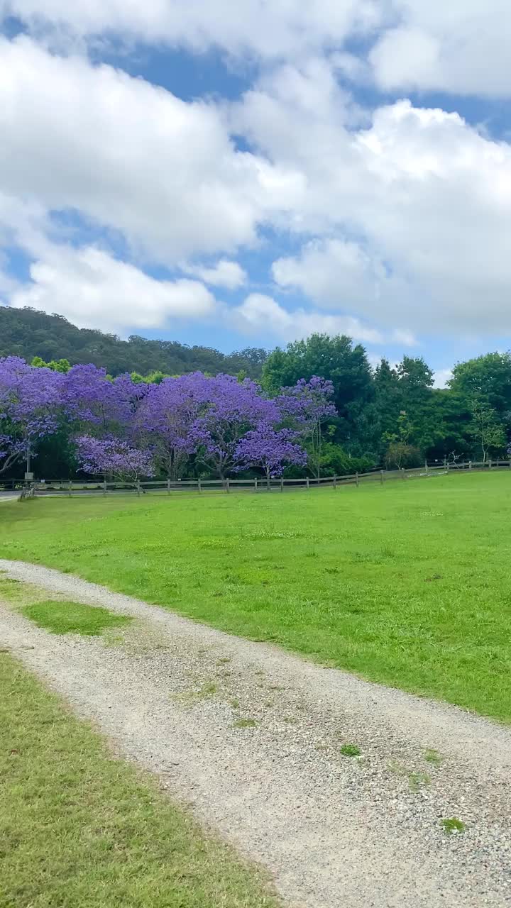 视频紫色蓝花楹在围场与绿色的草，木材栅栏和紫色的花瓣在草地上。中间有一棵绿色的大树。蓝色的天空。澳大利亚昆士兰黄金海岸视频素材