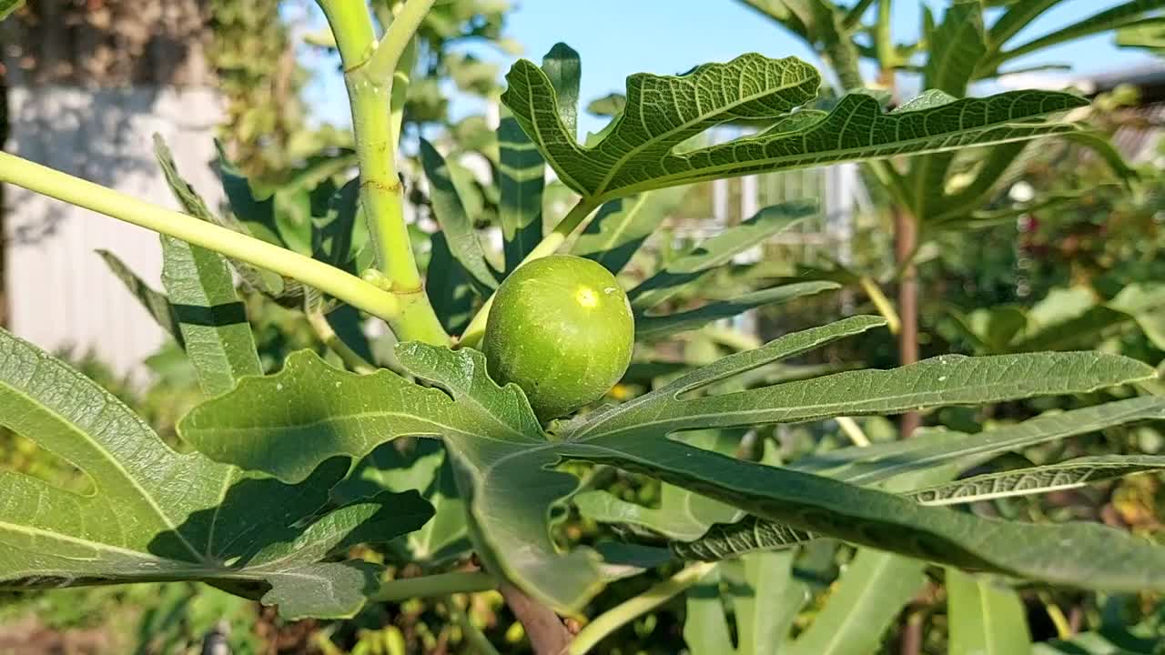 无花果树上的果子。树上的绿色无花果视频下载