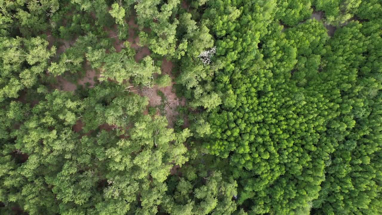 泰国南部攀牙的红树林和运河的日出场景航拍无人机视图视频素材