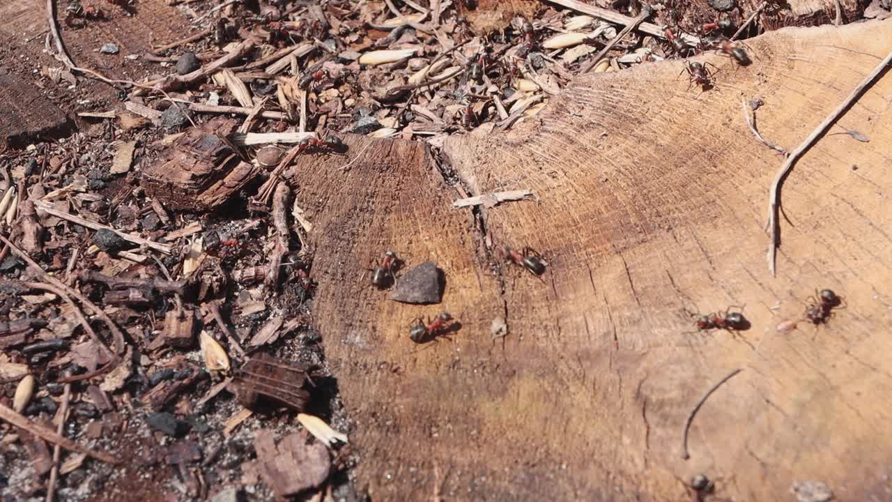 许多棕色蚂蚁爬过树寻找食物。昆虫群体像一个团队一样工作。野生动物。视频素材