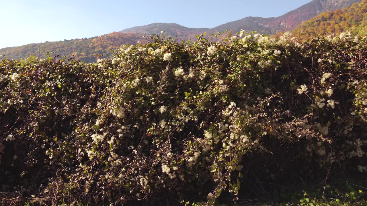 无人机拍摄的秋色山脉视频素材