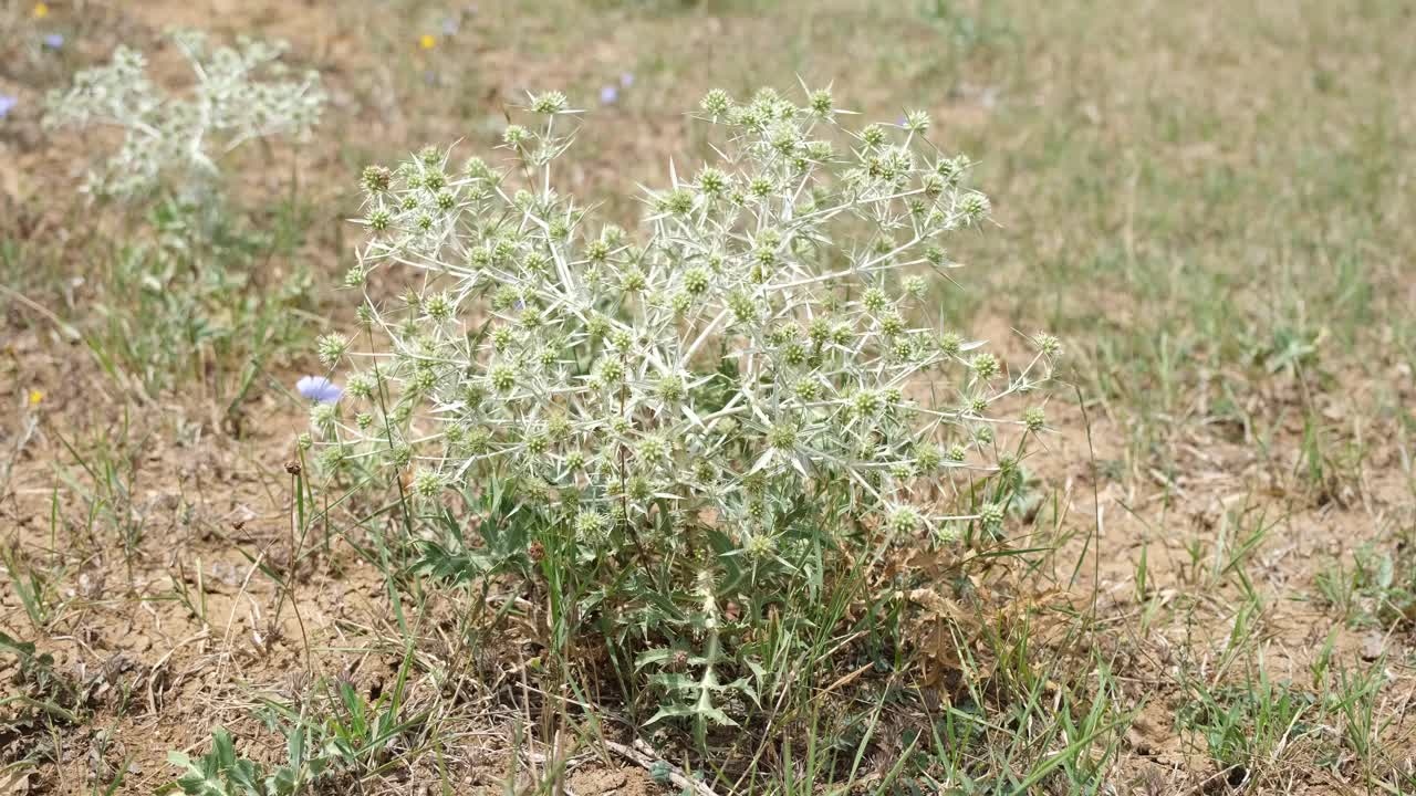 草原草和多刺杂草。大草原上野生的多刺绿色杂草视频素材