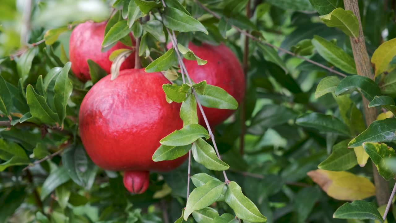 红石榴花在夏日花园的室外盛开。视频素材