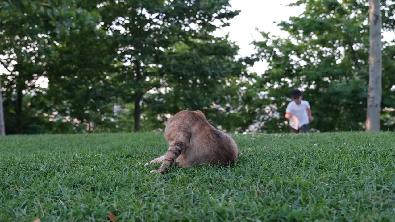 男孩喜欢猫，小男孩喜欢草地上的猫视频素材